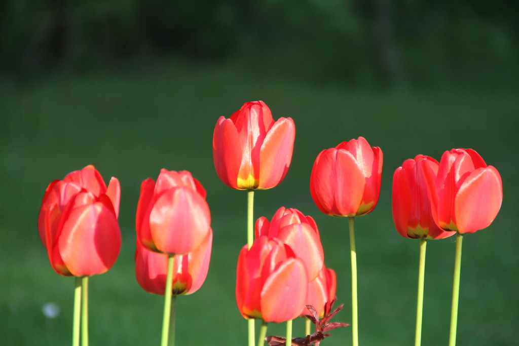 Tulpen