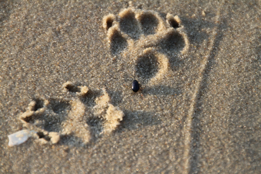 Hundespuren im Sand