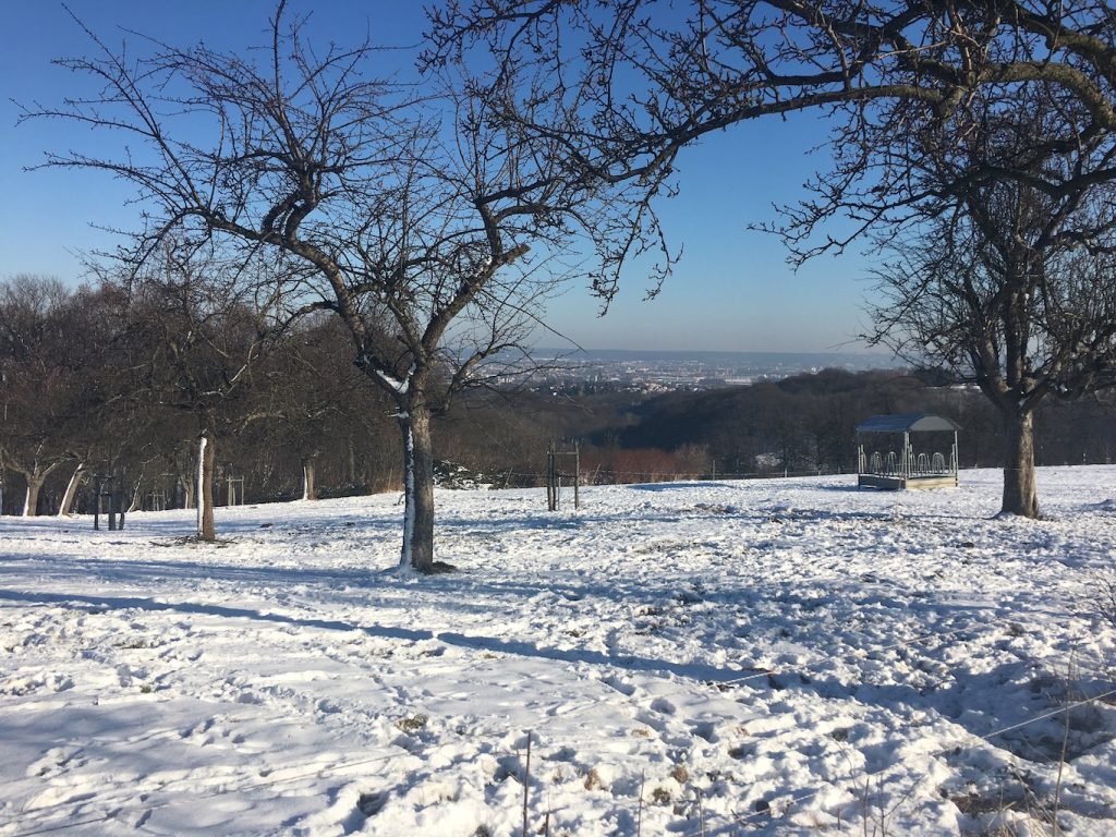 Streuobstwiese im Winterschlaf