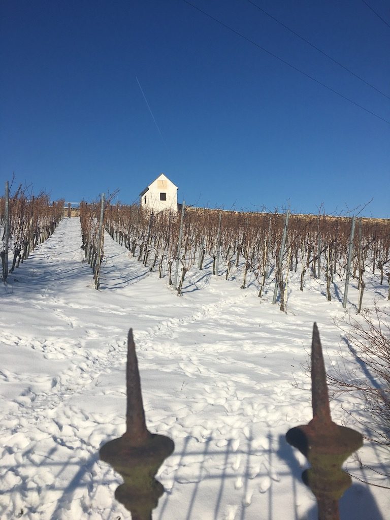 Weinberg im Winterschlaf